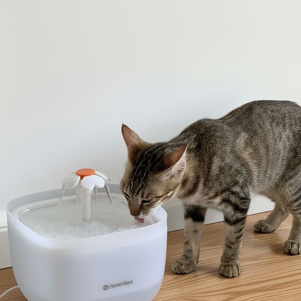 Comedero automático y dispensador con cámara para mascotas de Noerden