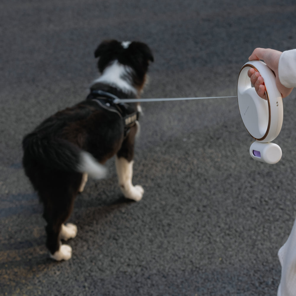 LUMI LEASH correa retráctil 5 metros luz paseos nocturnos seguros